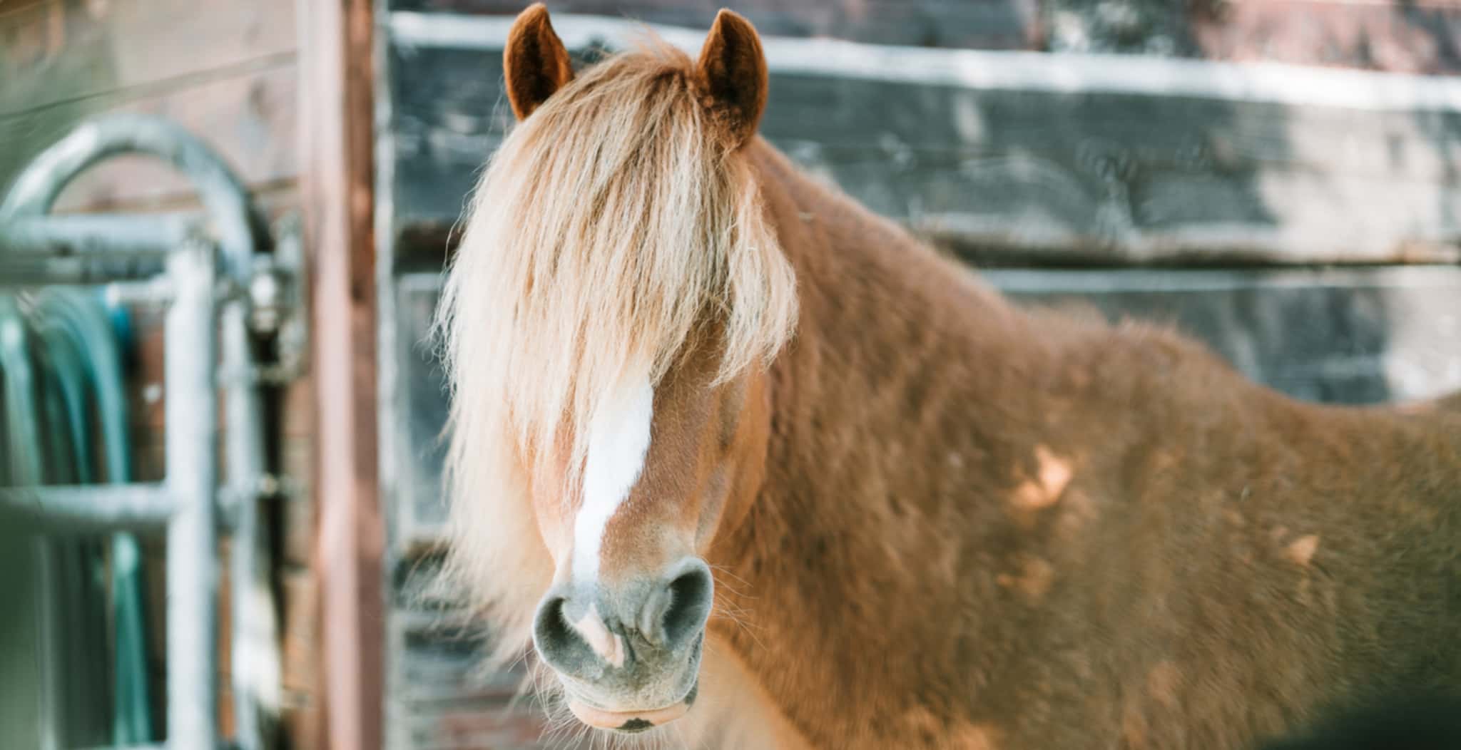 EQU StreamZ Cushings PPID Blog Article Main Image of horse with Cushings Disease