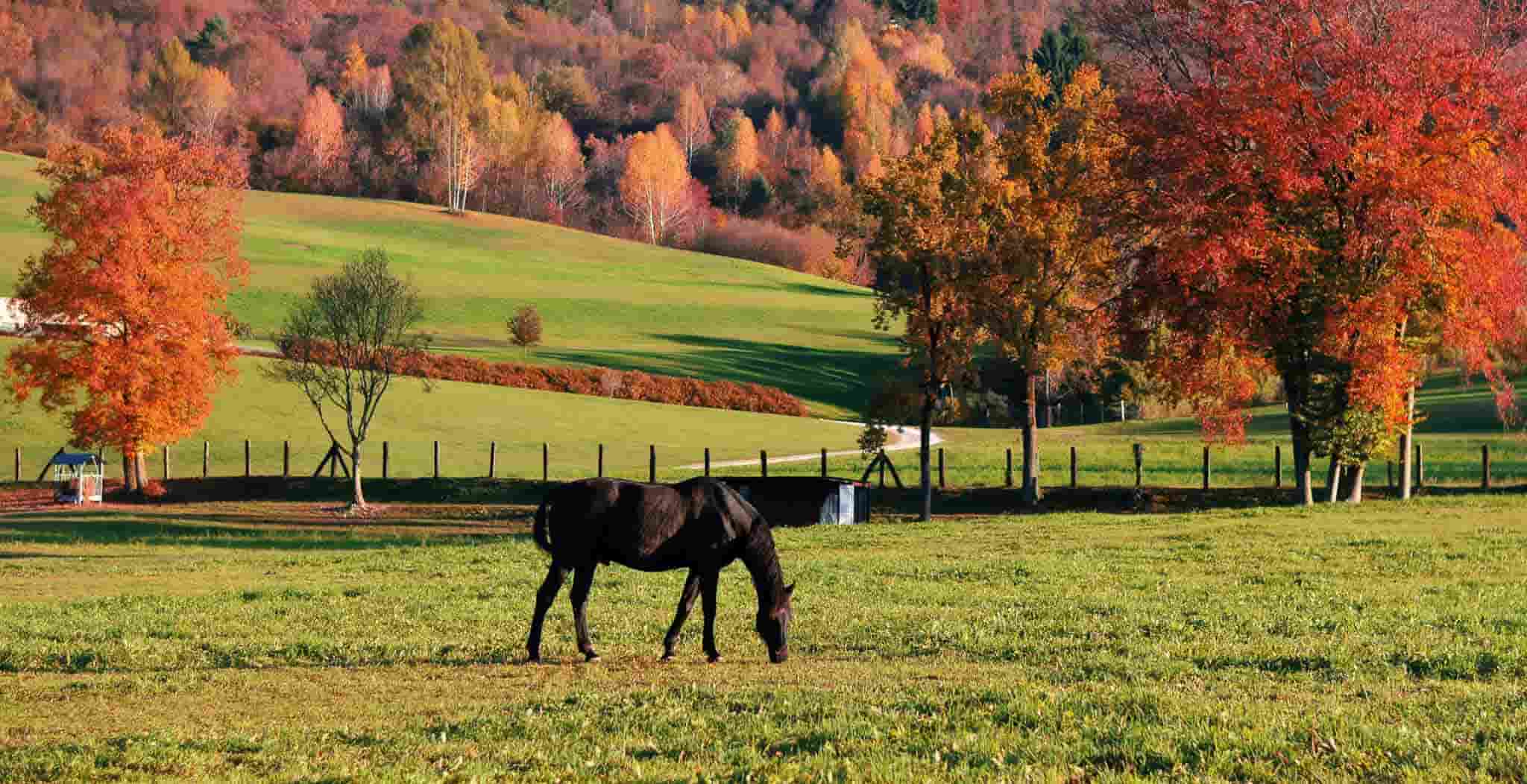 EQU Streamz magnetic therapy for horses blog article. Look After Your Horse This Autumn with This Important Health Checklist.